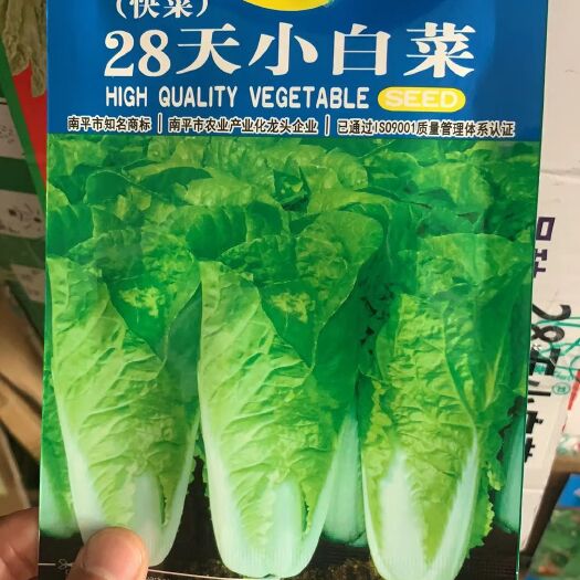 沭阳县小白菜种子 快菜