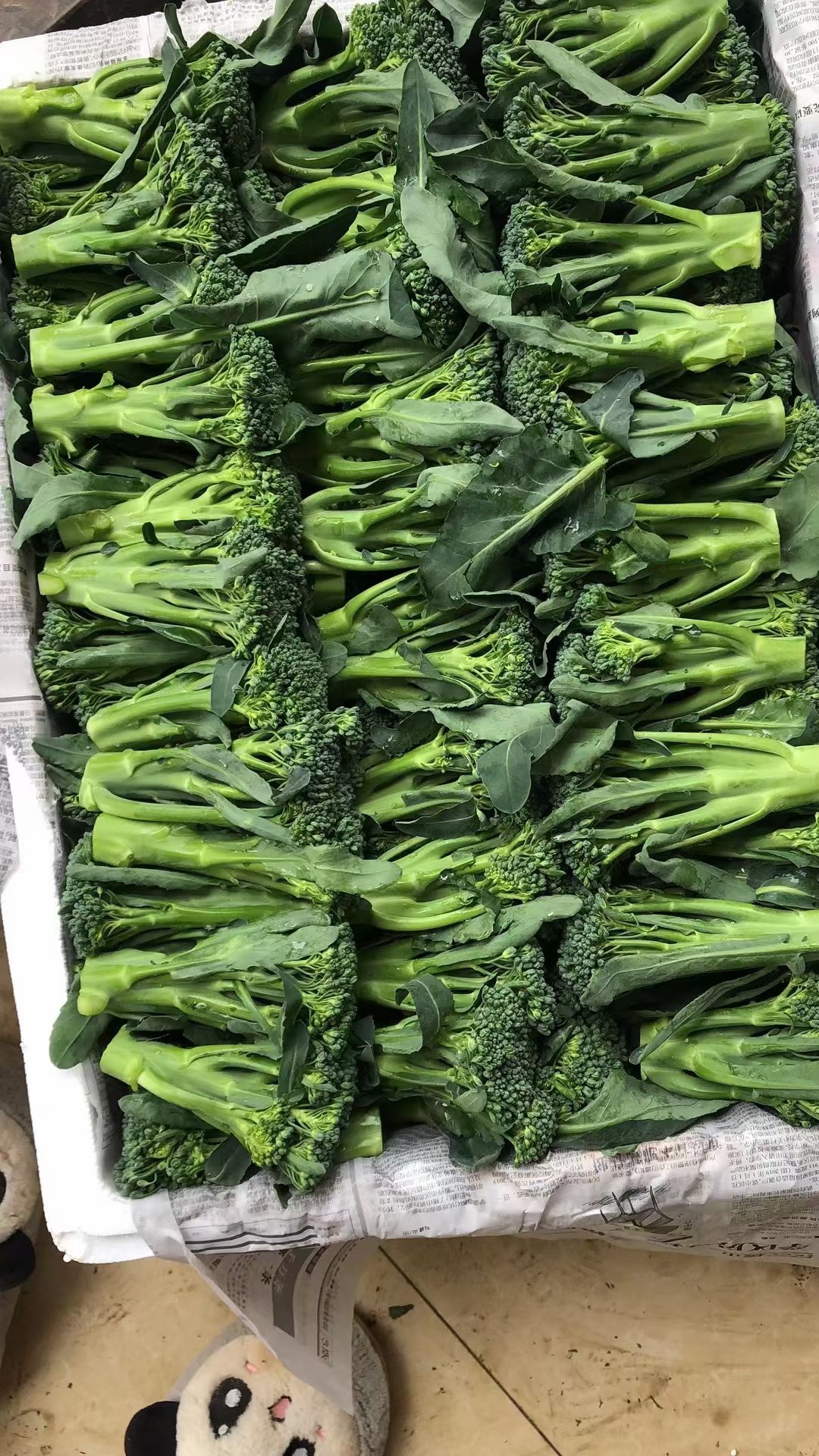 精品西兰苔