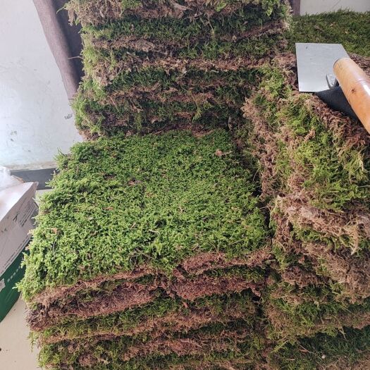 太湖县青苔 30*30大灰藓大工程