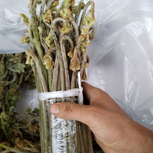 修文县贵州野蕨菜龙爪菜健康又美味量大价优常规省包邮