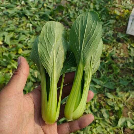 南通《上海青 》各种叶类菜，常年供货，代收代发，对接商超食品厂