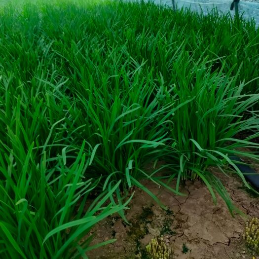 上海 大棚韭菜