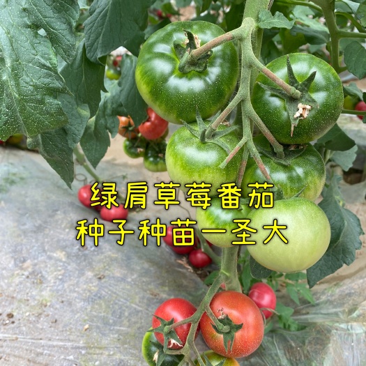 寿光市硬粉番茄苗 口感绿肩草莓番茄品种！糖度高！抗性强！绿肩浓郁！