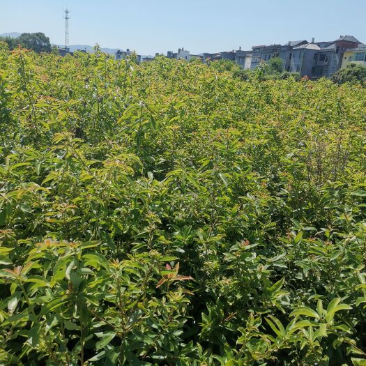 奉新县80-1米高木荷杯苗 荷木小苗杯苗价格 江西木荷杯苗产地