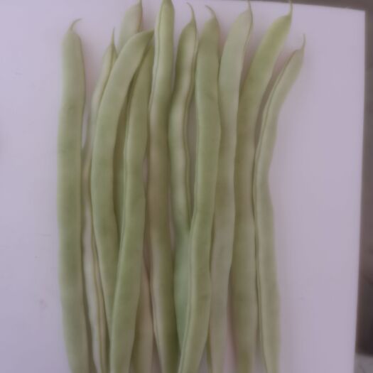 成武县白条豆角 精品白不老   条长    量大
