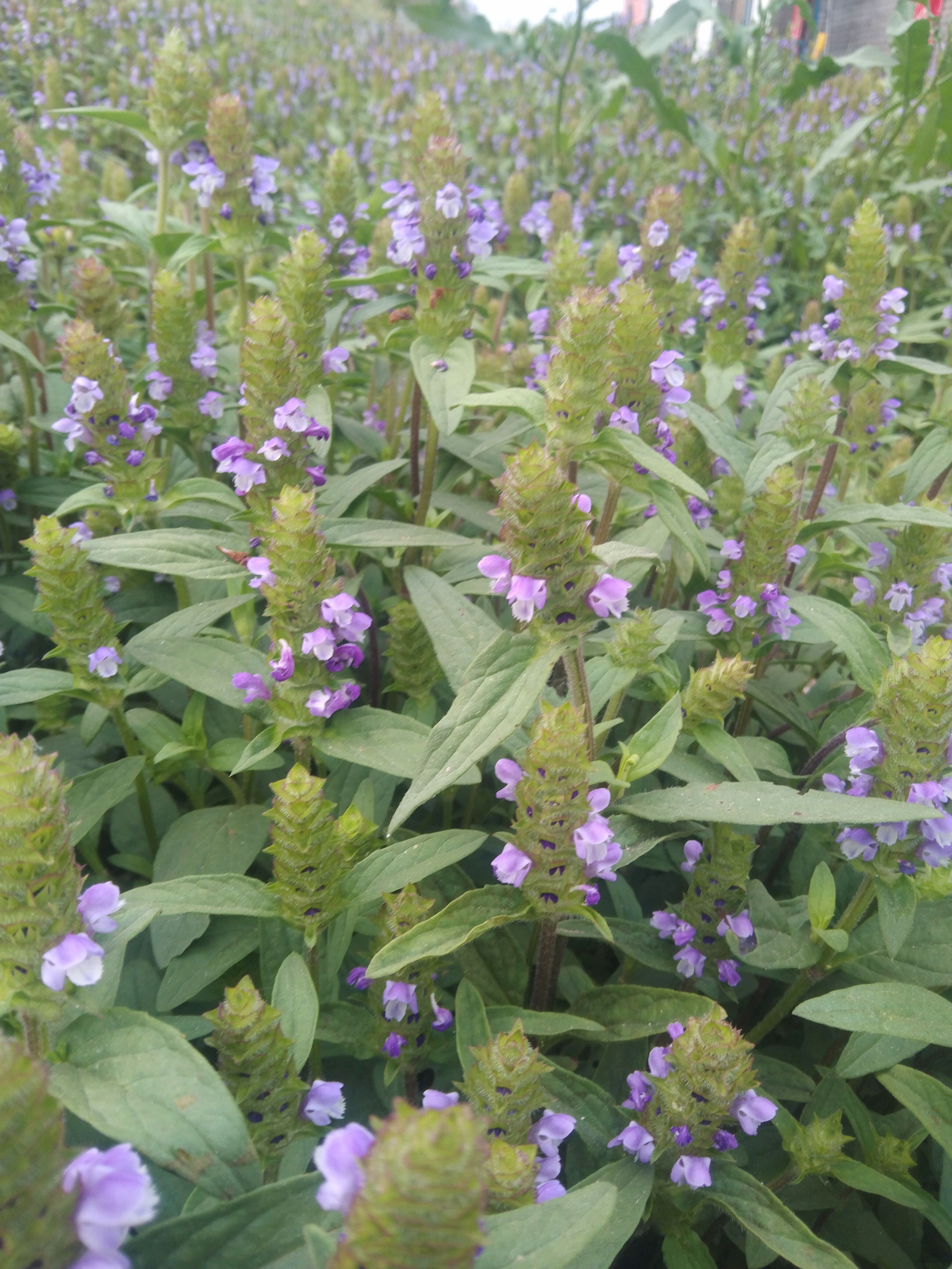 青花夏枯草 ，夏枯球，产地直供货源，品质优，有大货量大从优