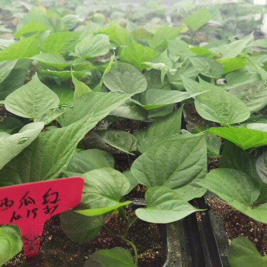 葫芦岛龙薯9号红薯苗 我们是专业地瓜苗基地 ，拿农户的口碑说话，做