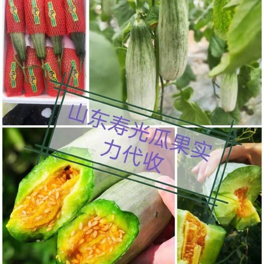 寿光市晓蜜25号 小蜜25