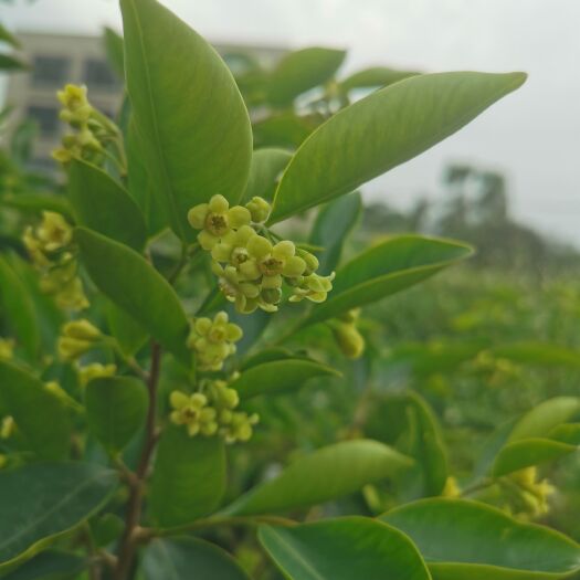 茂名沉香茶 沉香花茶 土沉香花茶