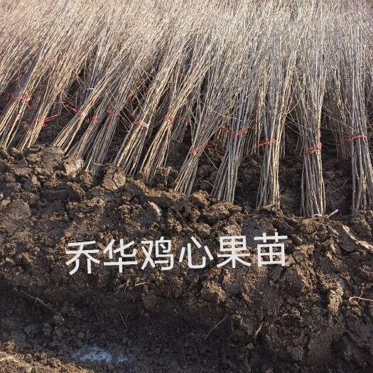 公主岭市鸡心果苗 鸡心果树苗