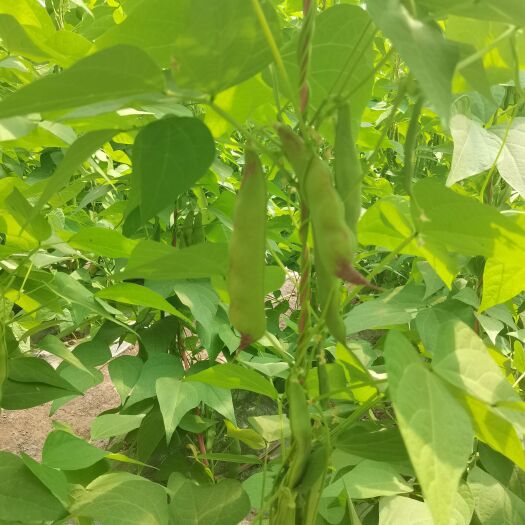 长治油豆角 有一百多亩地，目前油豆有10个大棚的。