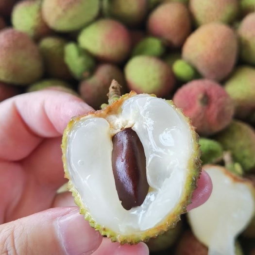 陵水县海南妃子笑荔枝