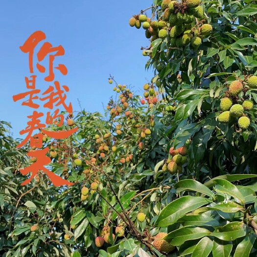 陵水县2022应季现货海南凌水妃子笑荔枝