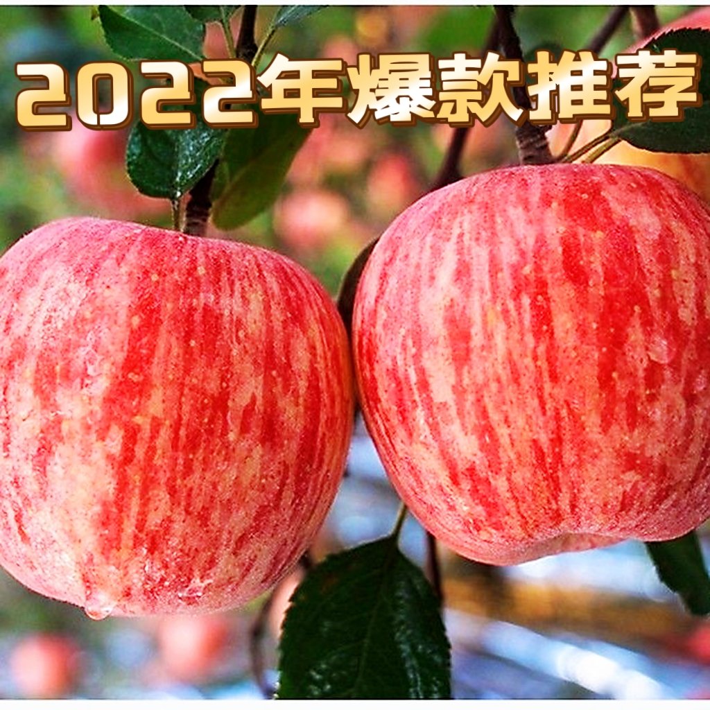 【顺丰包邮】红富士苹果  山西现摘冰糖心苹果脆甜 一件代发