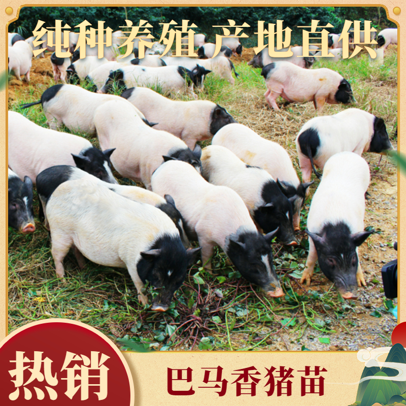 巴马瑶族自治县巴马香猪苗价格种苗多少钱一只宠物猪广西香猪幼崽出售送养殖技术