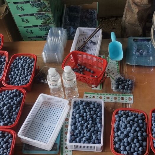 遵化市 蓝莓，珠宝蓝莓 薄雾蓝莓