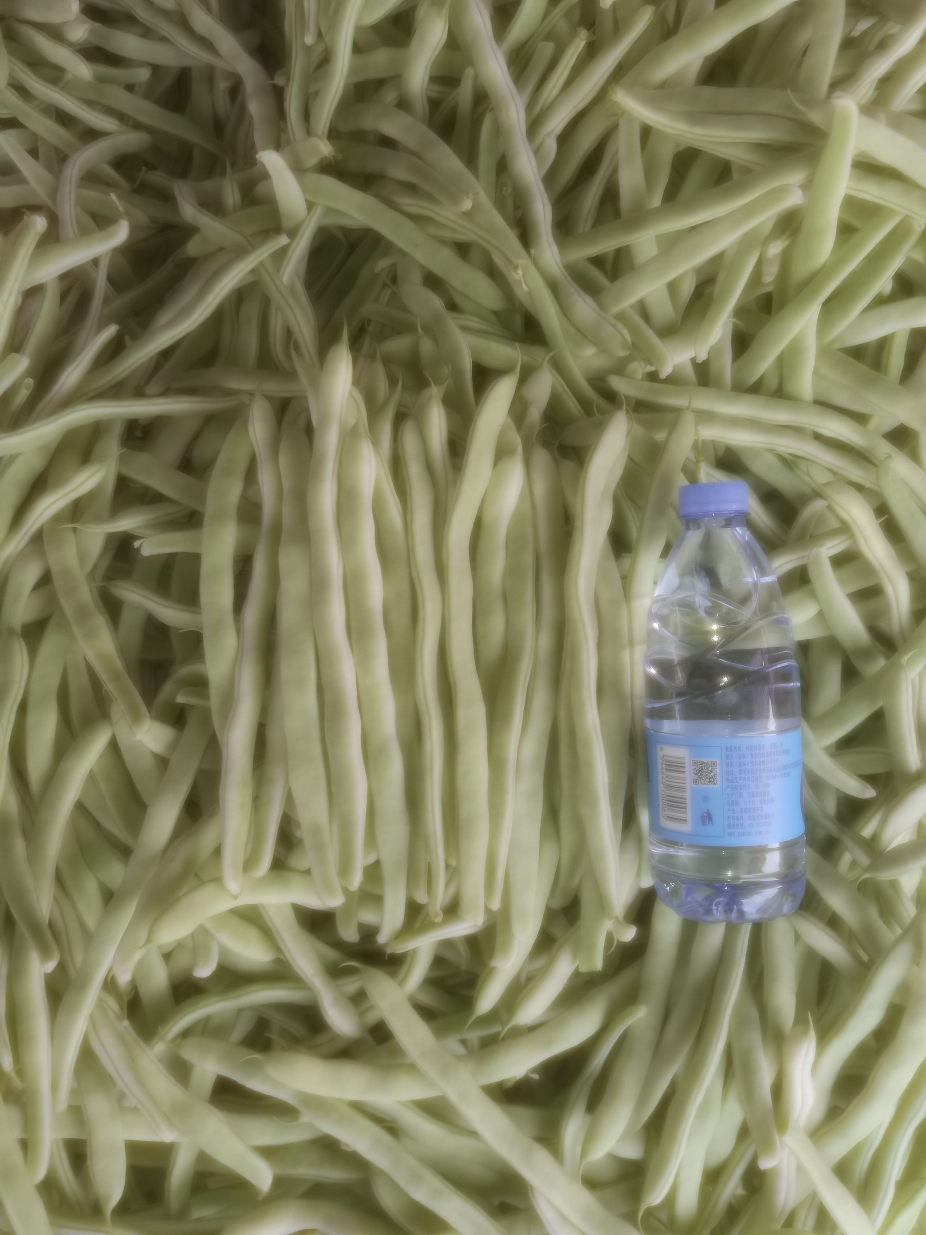 白条豆角 精品白不老   条长    量大