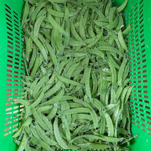 陆良县荷兰豆 精品夹豆