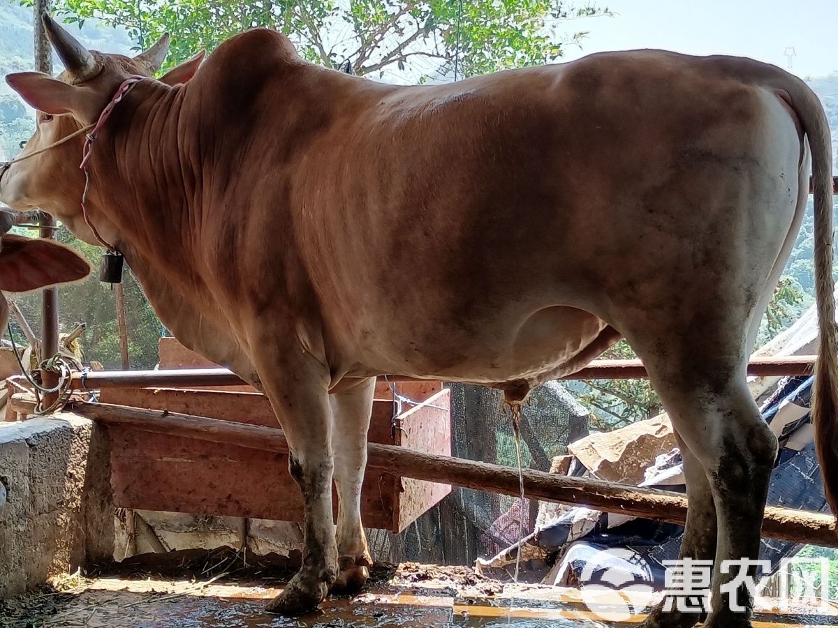 二龍路肛腸醫院黃牛檢查加急代掛號掛號黃牛的簡單介紹 二龍路肛腸醫院黃牛檢查加急代掛號掛號黃牛的簡單介紹