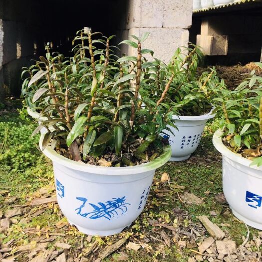 建德市 铁皮石斛盆栽