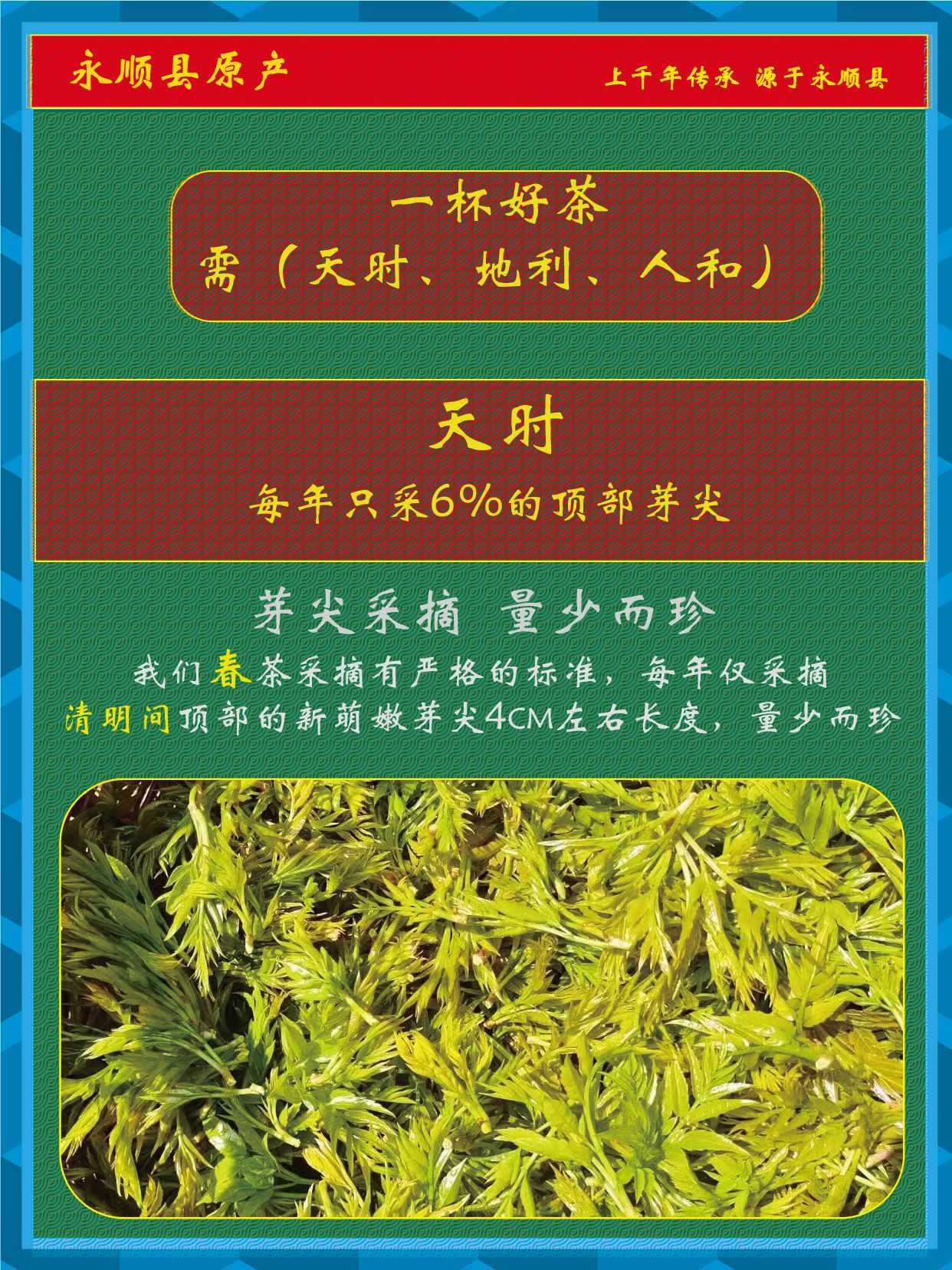 永顺莓茶【清明茶】