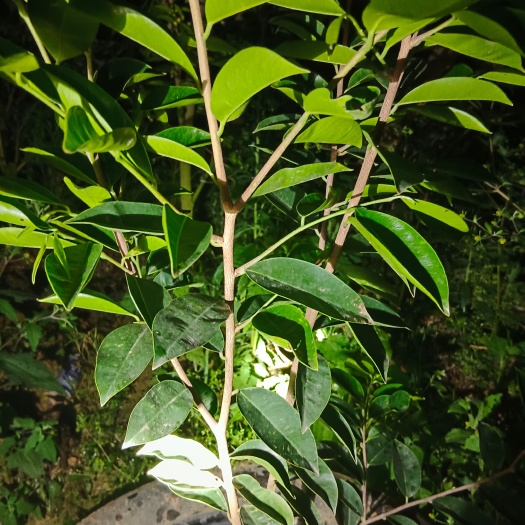茂名奇楠沉香树 香霸稀少一代嫁接苗