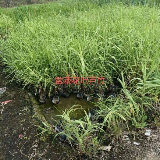 安新县花叶芦竹