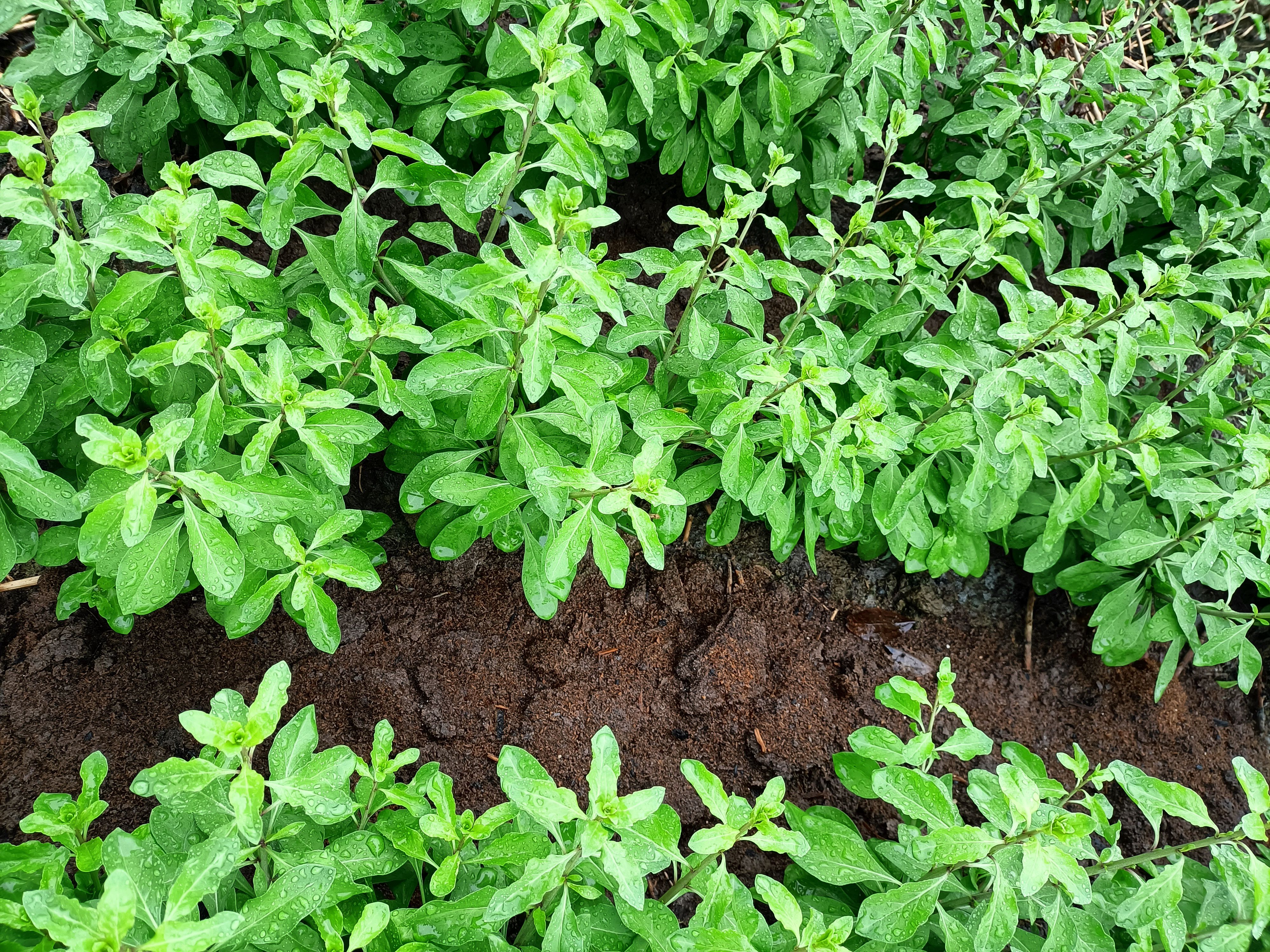 广东阳山枸杞芽菜，新鲜采摘，烂菜包赔