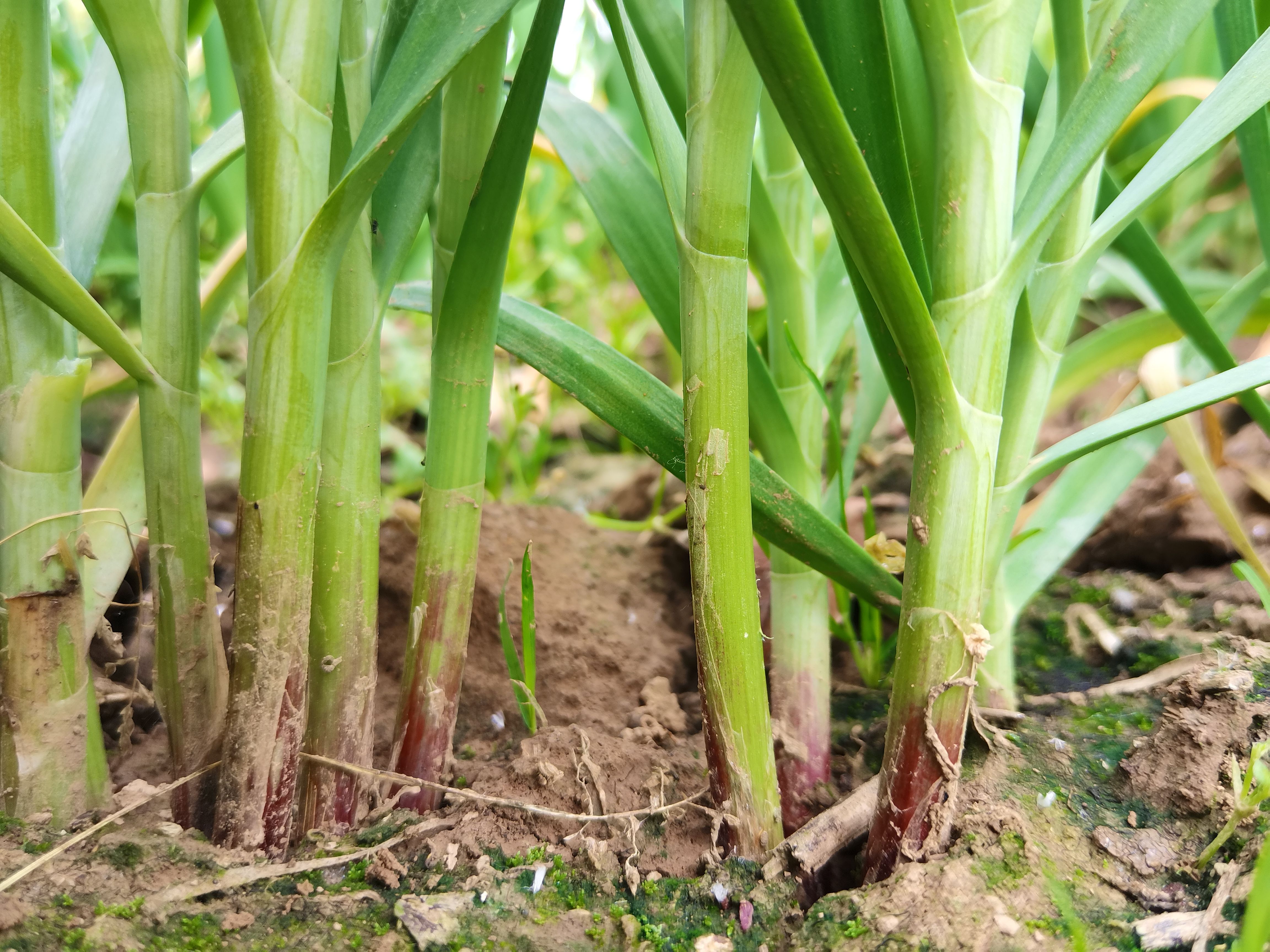 久星25号:高品质紫根韭菜籽，露地种植，辛香味浓，高抗病