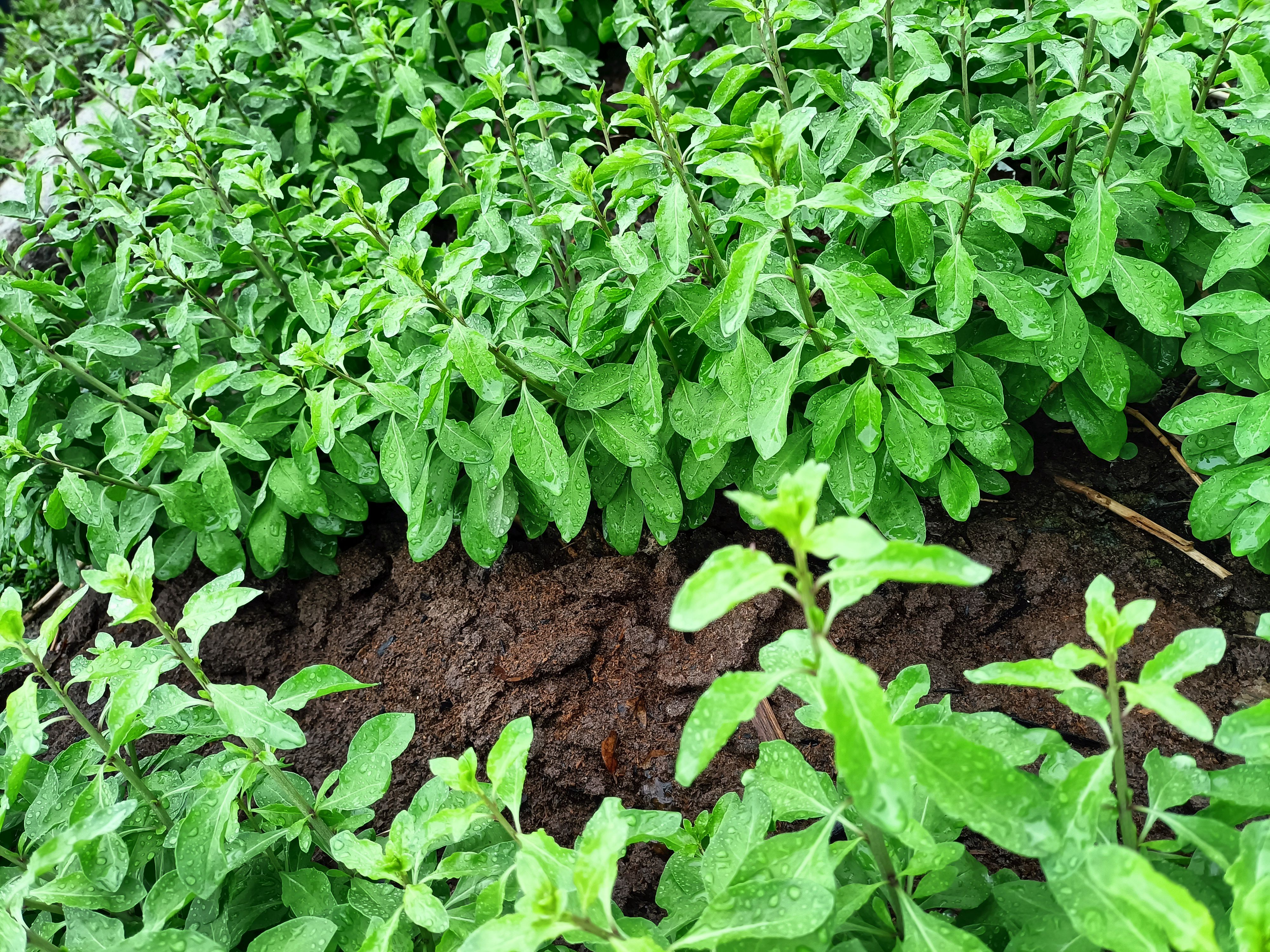 广东阳山枸杞芽菜，新鲜采摘，烂菜包赔