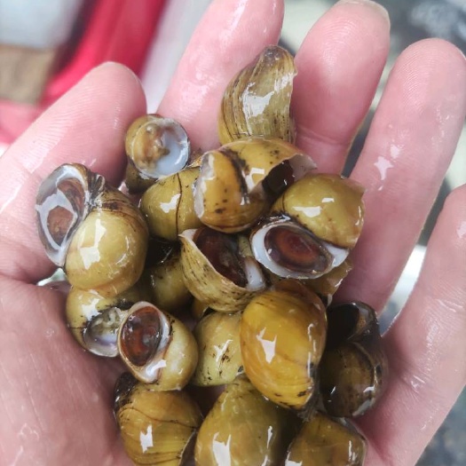 南昌县启航水产   精选黄螺 歪嘴螺