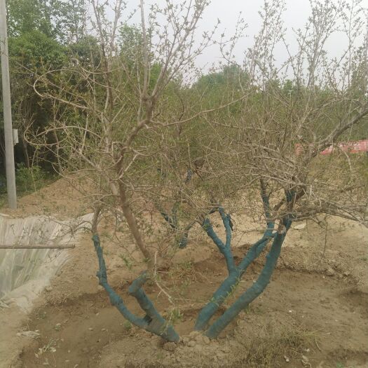周至县石榴盆景 30棵古桩石榴树出售