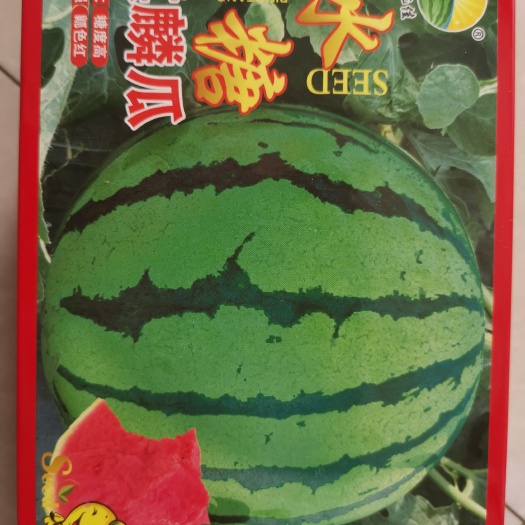 成都甜王西瓜种子  冰糖麒麟西瓜 （8424）抗病