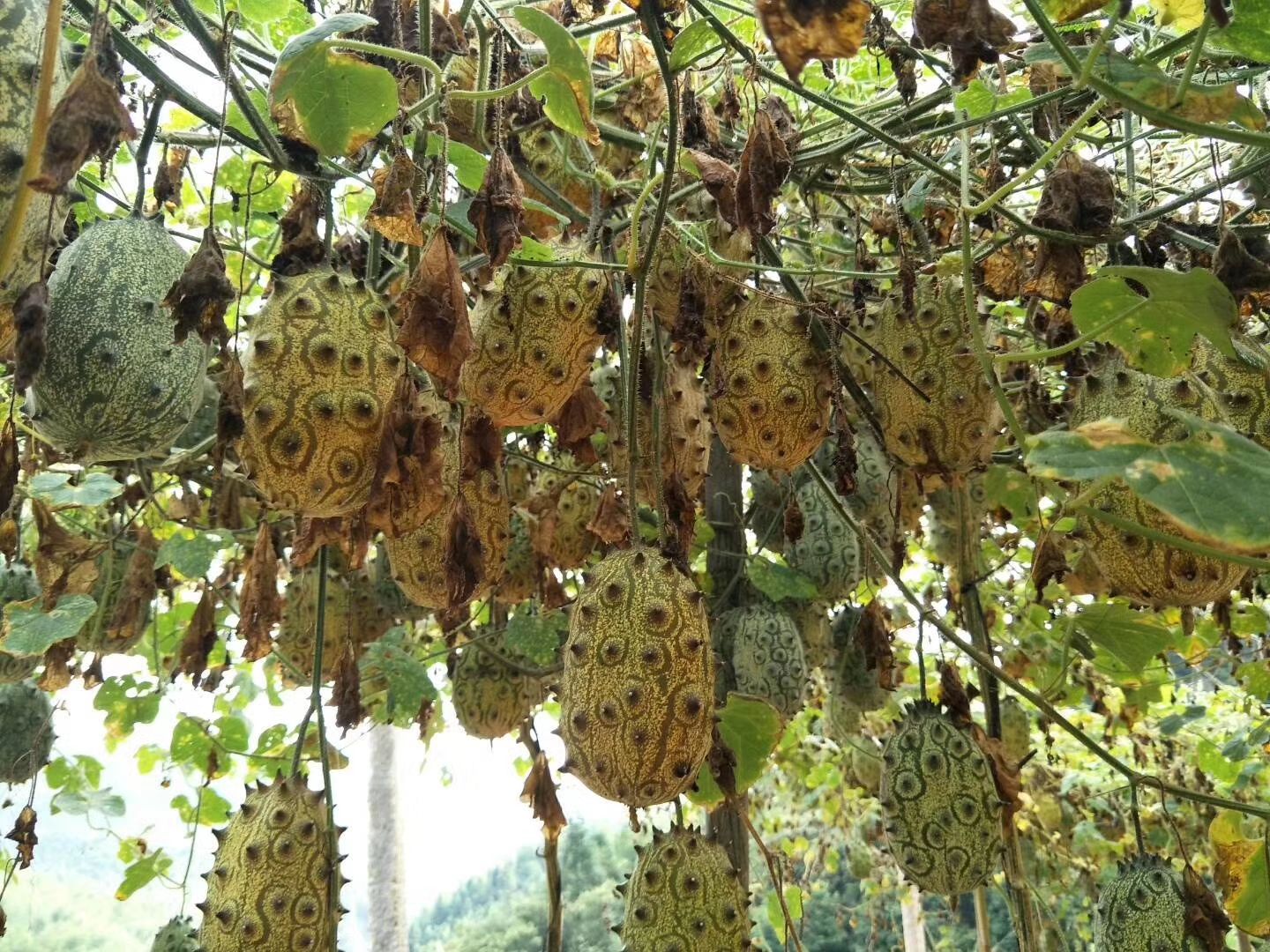 火参果 非洲蜜瓜种植火星果基地