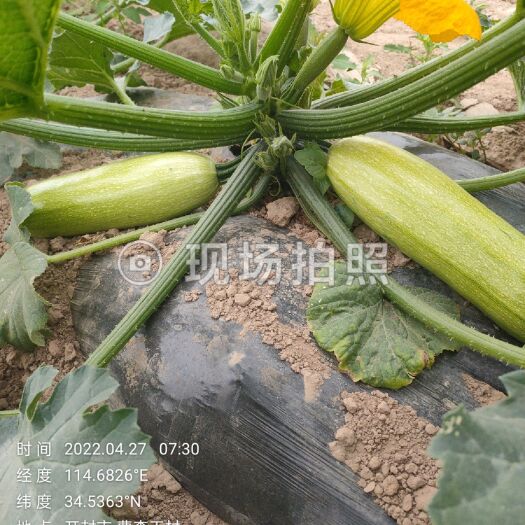 杞县 绿色油葫芦