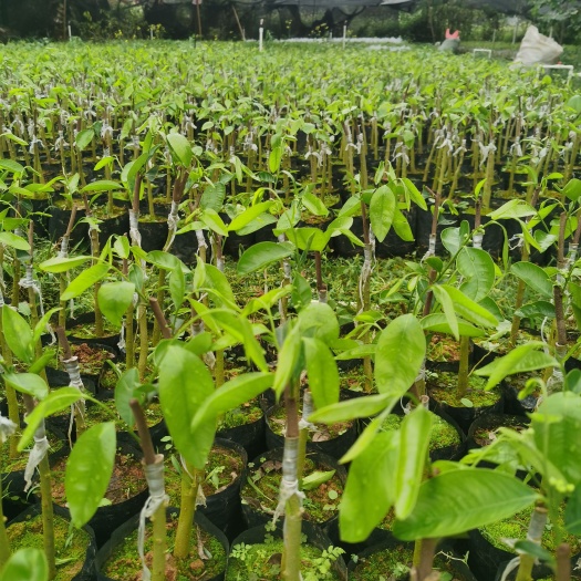 茂名奇楠沉香树 0.5米以下 4~6公分 2公分以下 1米以下