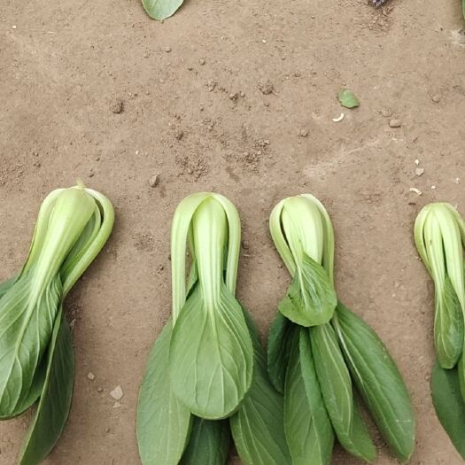 鄄城县 上海青油菜