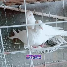 海兴县 观赏鸽，信鸽带环老鸽，种鸽