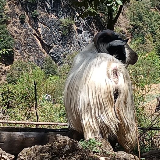 玉龙县黑山羊 大长毛种羊，山羊