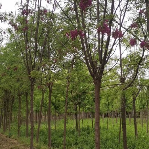 香花槐8---15公分