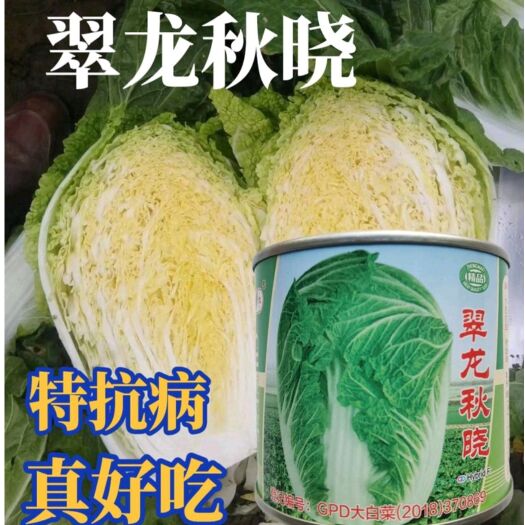 南阳翠龙秋晓 精品越冬王 大白菜种子