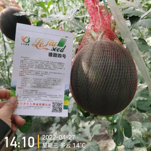 哈尔滨西瓜种子 德甜四黑皮黄瓤礼品小西瓜种籽