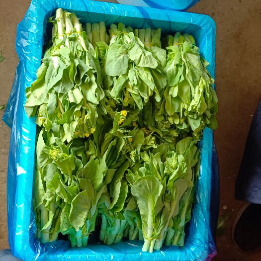 太和县白菜苔 精品菜苔菜心大量供应