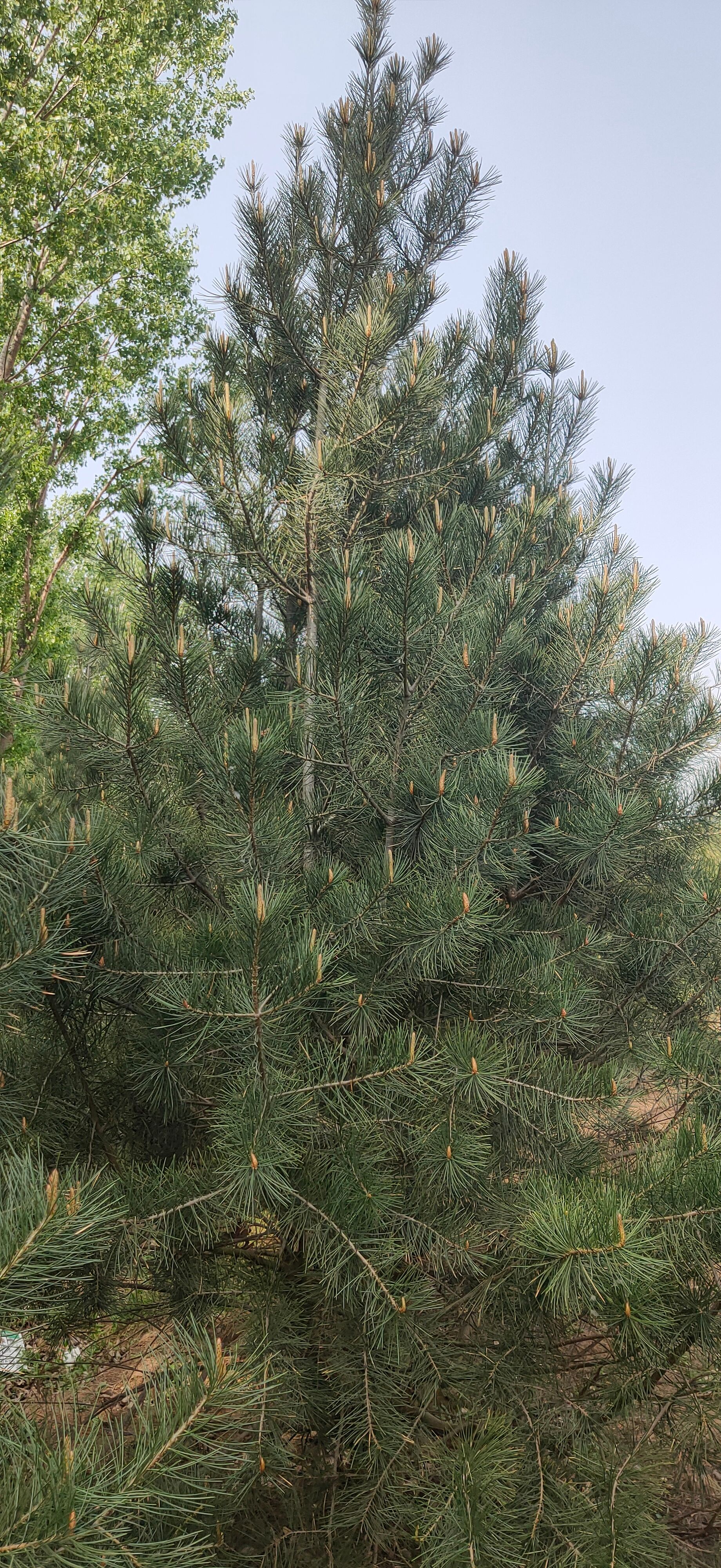 紧急处理出售白皮松，1米至4米，4万棵