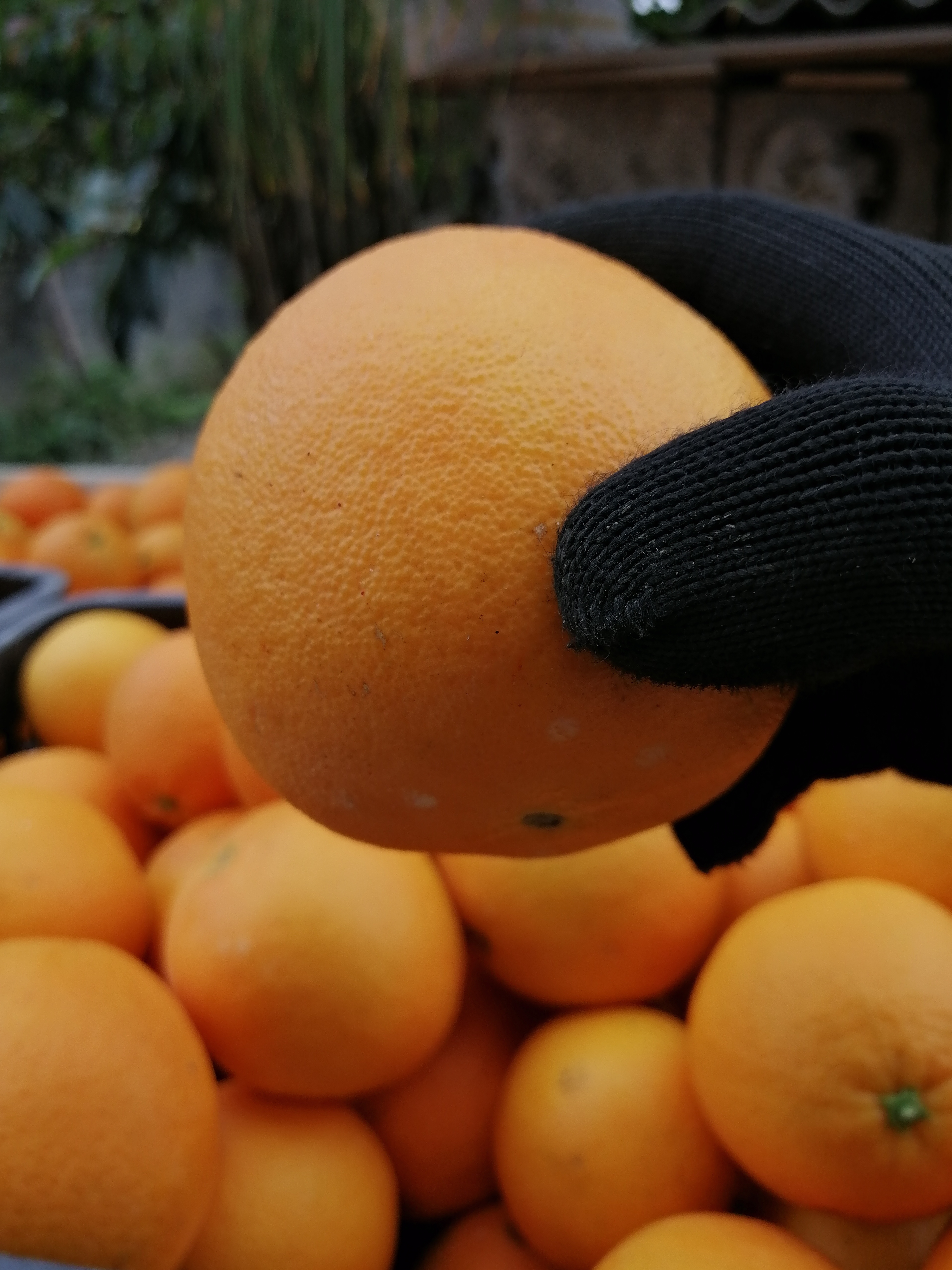 橙福互诚果园