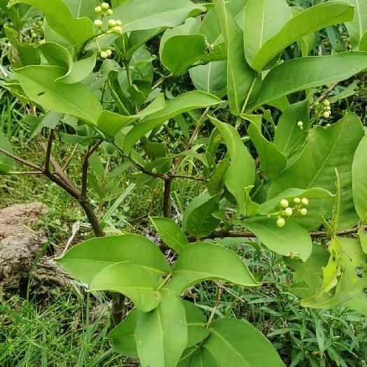 灵山县黑金刚莲雾苗，大叶红莲雾苗嫁接苗，可带土球发货