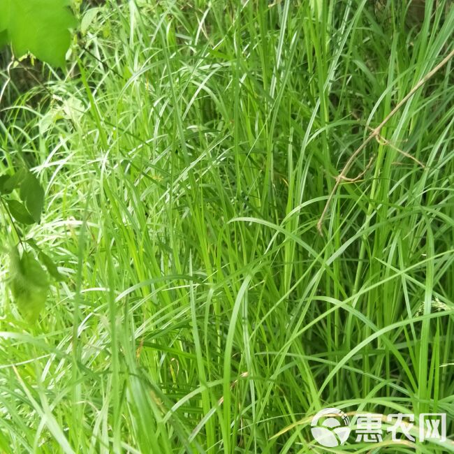 高产牧草牛鞭草苗，九节草，可绿化！耐寒，耐旱，多年生，高产