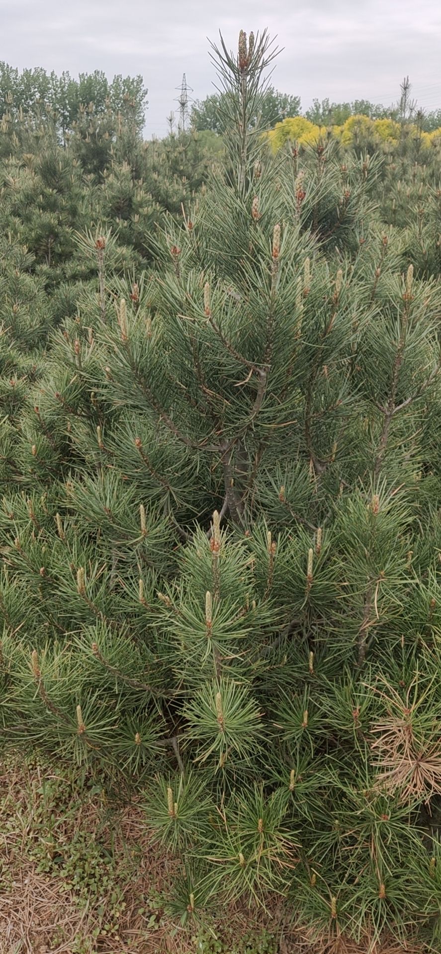 紧急处理出售白皮松，1米至4米，4万棵