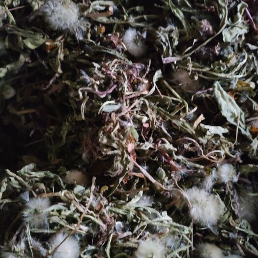 宁县蒲公英茶 蒲公英