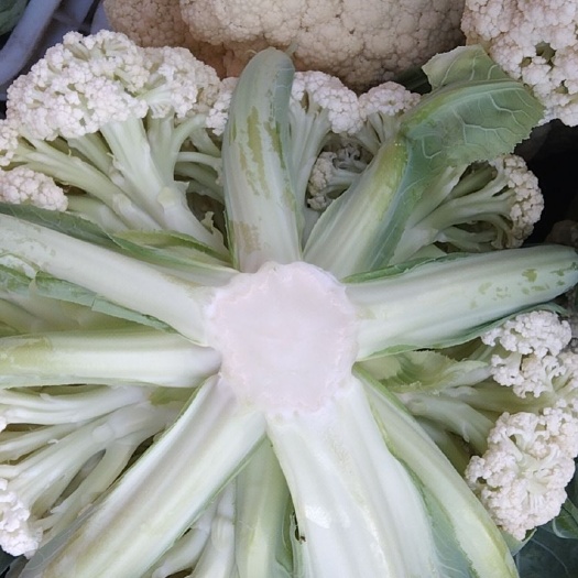 尤溪县白花菜花 青梗花菜